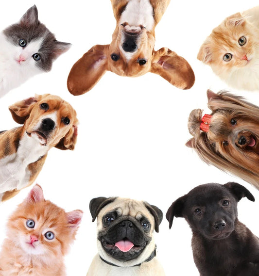 Pet Fresh