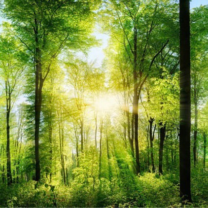 Woodland Therapy